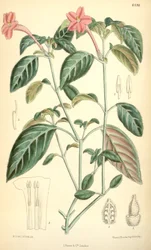 Ruellia portellae